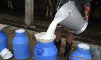 milk