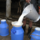 milk