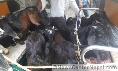 khasi_boka_pakrau