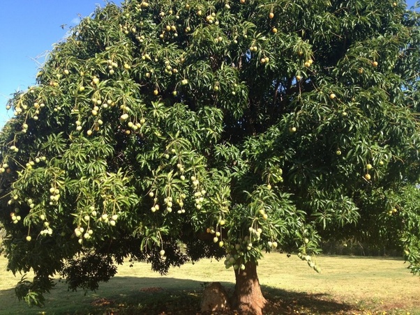 mango_tree