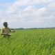 dhan_kapilvastu